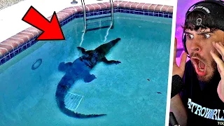 10 Bizarrsten Dinge, die in POOLS gefunden wurden! (wtf)