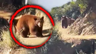 Runner Encounters Massive Bear and Cubs on Hiking Trail