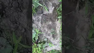 Bigfoot footprint?