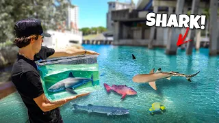 I Found EXOTIC FISH and SHARKS Living UNDER The Bridge!! *catching sharks!*