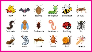 50+ Insects Name  for Kids to Improve Your Bugs Vocabulary | English for Kids and Children