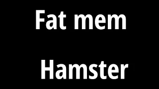 Fat mem Hamster