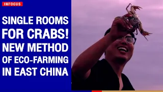 Single rooms for crabs! New method of eco-farming in east China | The Nation