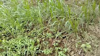 30 days old ,planted super Napier grass