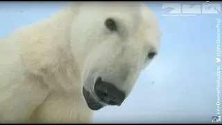 Polar Bear Football - Will SnowballCam survive?