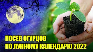 Сейте Огурцы в Эти Дни и Вас Завалит Урожаем! Посадка Огурцов По Лунному Календарю 2022!