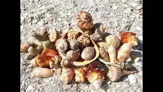 Beachcombing with iLoveShelling Cayo Costa Florida