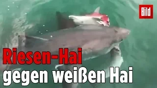 Haie kämpfen um erlegten Delfin