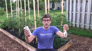This Method Of Tying Up Tomatoes Will Change Your Life