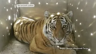 Тигры нападают. Почему звери так себя ведут