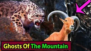 Snow Leopard: Ghosts of the Mountain |Animal Facts #23