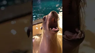 Clara, the California sea lion has a special message for you!