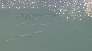 salmon stock footage sockeye top view 4K