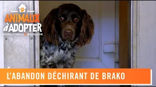 Ils abandonnent ce jeune chien, Brako - Animaux à adopter