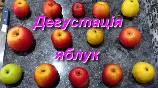 Дегустація 14 сортів яблук / Сорти яблук які добре зберігаються / Apple tasting