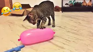 Funniest Animals 2024 😆 New Funny Cats and Dogs 😸🐶 Part 27