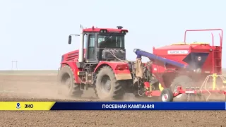 515 тысяч гектаров засеют в ЗКО