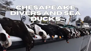 INSANE DIVER/SEA DUCK HUNT ON THE CHESAPEAKE BAY! | MD Duck Hunting 2024