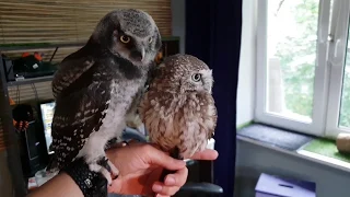Warning - cuteness! Bathing boreal owl, wet eagle-owl, Yunya kissing