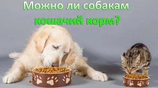 Можно ли собакам давать кошачий корм? Что будет если собака съест корм для кошек?