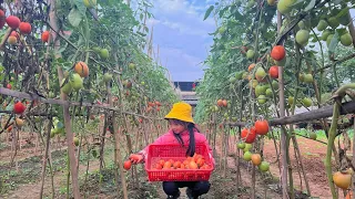 The poor girl and the story of harvesting tomatoes. A lucky and warm day