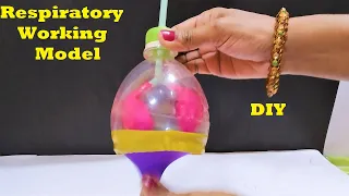 respiratory system working model(lungs) | balloon and plastic bottle for science fair projects