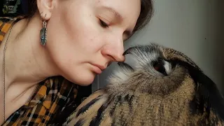 Owl does a chomp to nose and other random places.