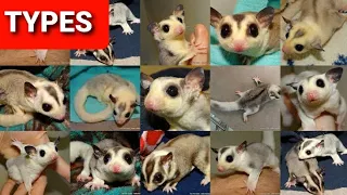 GALIFF STREET KOLKATA SUGAR GLIDER PRICE CARE Cheapest Pet Market India cute small pets