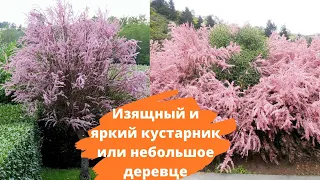 Изящный и яркий кустарник - великолепный гребенщик (тамарикс)