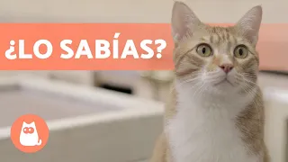 Cosas que debes saber ANTES de ADOPTAR un GATO 🐱