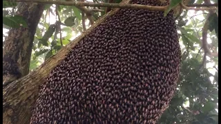 Beehive Makes Mesmerizing Defensive Wave