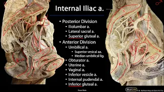 Cardio Station 11 - Arteries of the Pelvis and Lower Limbs