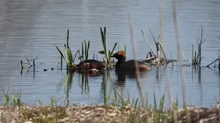 Красношейные поганки Podiceps auritus строят гнездо 01.05.2024