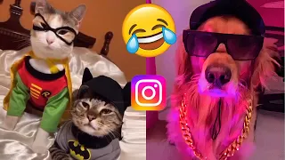 The cutest and funniest videos of dogs and cats!🤣😂😂