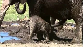 Precious Baby Elephant Stuck In Mud | BBC Earth