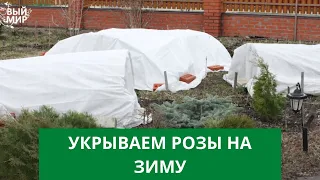 ОБРЕЗКА РОЗ ОСЕНЬ. СПОСОБЫ УКРЫТИЯ РОЗ на зиму!