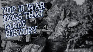 Top 10 War Dogs That Made History