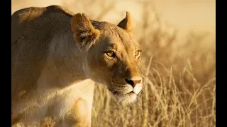 Buffalo Saves Elephant from Lions | Leopard Hunts Bird at Tree #wildlife #animals #lion