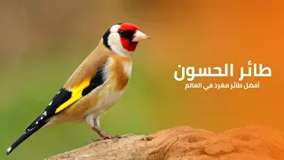 طائر الحسون أفضل طائر مغرد في العالم | كويست عربية Quest Arabiya