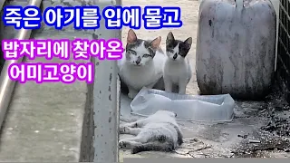 죽은 아기를 입에물고 밥자리에 찾아온 어미고양이