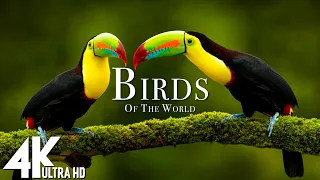 Birds Of The World 4K | The Healing Power Of Bird Sounds | Scenic Relaxation Film