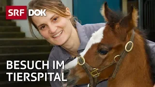 Patienten auf vier Beinen – Besuch im Tierspital Zürich | Reportage | SRF