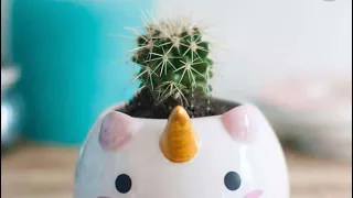 Мои кактусы 🌵 🌵 🌵