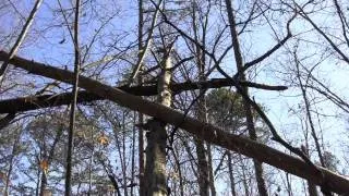 Field Research Analysis of a Possible Bigfoot Tree Marker or Tree Structure