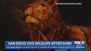 San Diego Zoo Wildlife After Dark