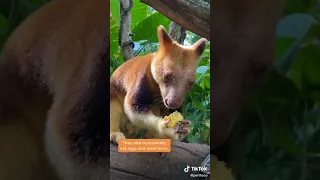 Goodfellow's Tree Kangaroos are omnivores