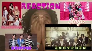 Reaction to Rookie Groups Debut MV ( Enhyphen, Blackswan, Stayc, Drippin )