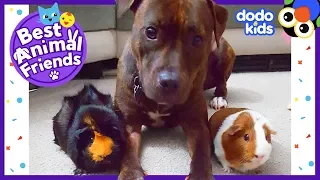 Big Dog Moki Meets Frida And Pandora The Tiny Guinea Pigs | Dodo Kids: Best Animal Friends