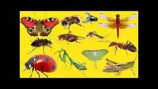 "Insects". English for kids. Learn insects. Английский детям. Учим слова по теме " Насекомые#insects