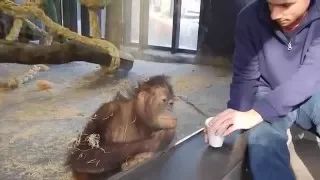 A Must See - Orangutan Loves Magic Trick ! HD